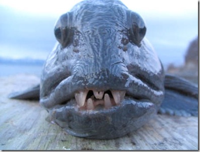 wolffish1