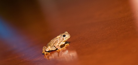 [little frog1[3].jpg]