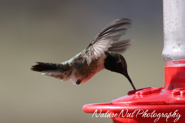 [Hummer[4].jpg]