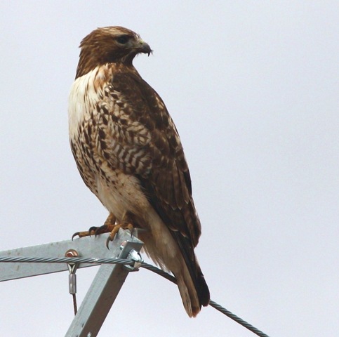 [Hawk2.jpg]