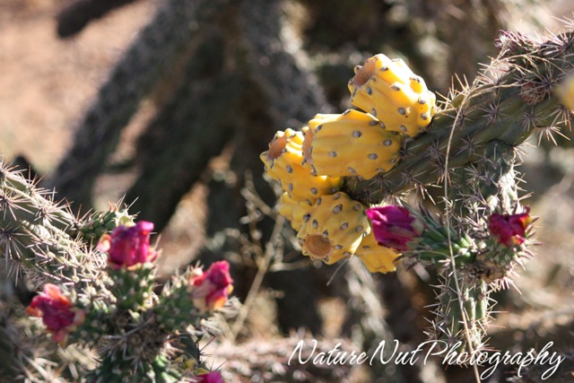 [Cholla Cactus Fruit[4].jpg]