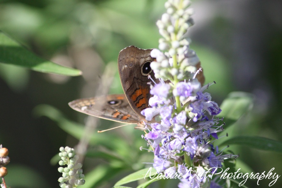 [Common Buckeye.jpg]