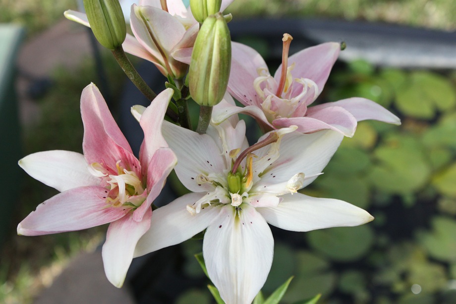 [Deck Plants 143[4].jpg]