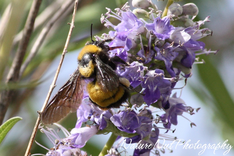 [Bumble Bee2[4].jpg]