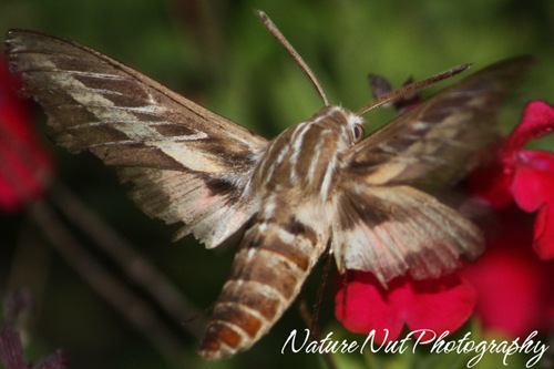 Hummingbird Moth3
