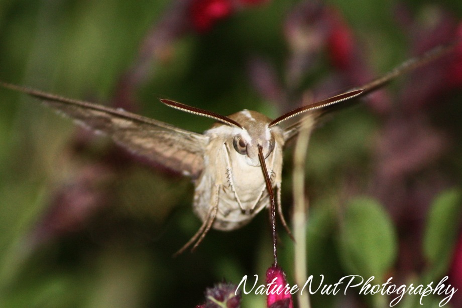 [Hummingbird Moth6[4].jpg]