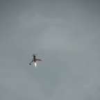 Rocket Racing League's first public demonstration. (Rocket powered Velocity aircraft)
