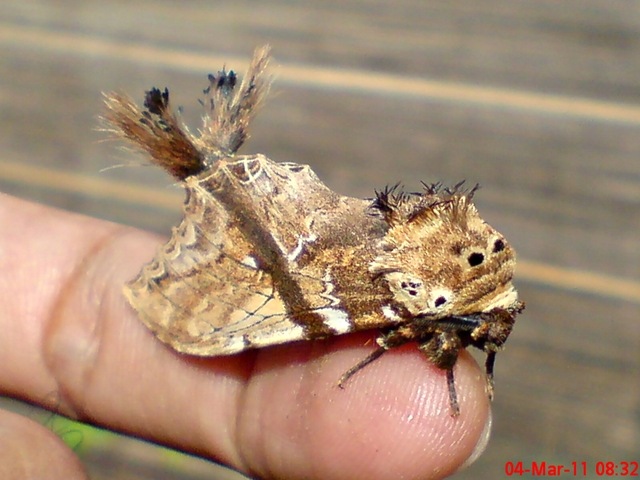 [dudusavethisnellen_lepidoptera_moth_[24].jpg]