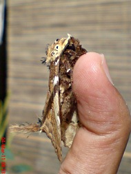 dudusa vethi snellen_lepidoptera_moth_ngengat 11
