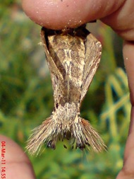 dudusa vethi snellen_lepidoptera_moth_ngengat 26 dudusa vethi snellen_lepidoptera_moth_ngengat 26