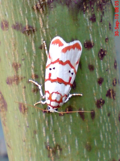 Cyana conclusa 2 Cyana conclusa 2