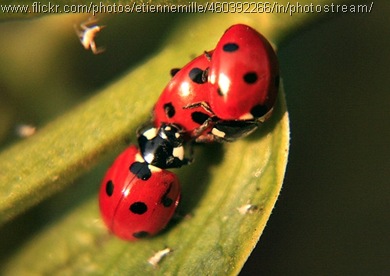 ladybird threesome