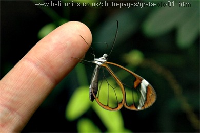 greta oto kupu-kupu bersayap transparan