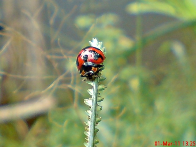 [transverse ladybird 03[4].jpg]