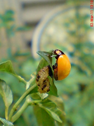 [transverse ladybug emerged from the pupa 02[4].jpg]