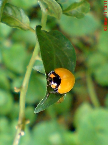 [transverse ladybug emerged from the pupa 02b[4].jpg]