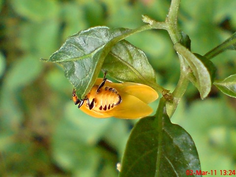 [transverse ladybug emerged from the pupa 06[7].jpg]
