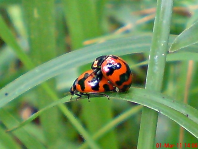 [ladybird mating 03[4].jpg]