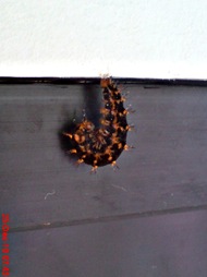 caterpillar turn into chrysalis 01