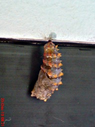 caterpillar turn into chrysalis 11