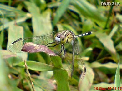 Capung Chalky percher - Diplacodes trivialis - female