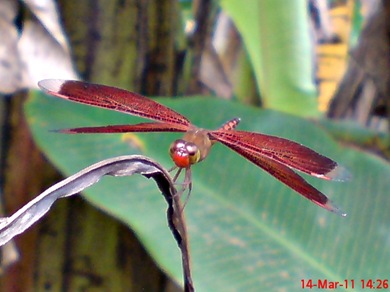 Neurothemis terminata_Straight-edged Red Parasol 02 Neurothemis terminata_Straight-edged Red Parasol 02