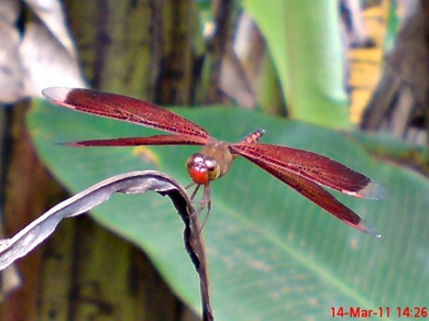 Neurothemis terminata_Straight-edged Red Parasol 02