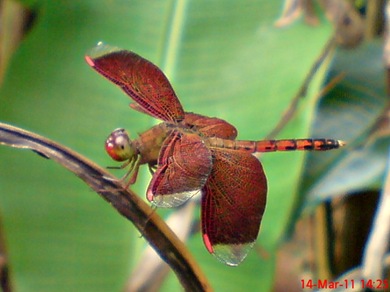 Neurothemis terminata_Straight-edged Red Parasol 01