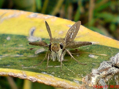 Borbo cinnara Rice Swift Skipper 04