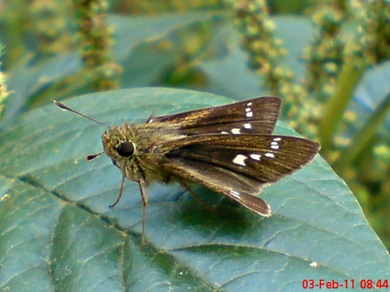 Grass-skipper Borbo cinnara 10