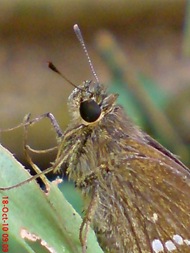 Grass-skipper Borbo cinnara 8