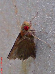 Erionota thrax thrax - Banana Skipper 11 Erionota thrax thrax - Banana Skipper 11