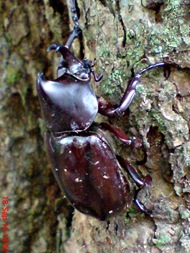 Xylotrupes gideon_Kumbang Badak_Rhinoceros Beetle 03