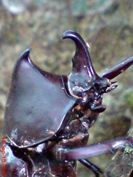 Xylotrupes gideon_Kumbang Badak_Rhinoceros Beetle 08 Xylotrupes gideon_Kumbang Badak_Rhinoceros Beetle 08
