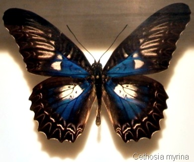Cethosia_myrina Cethosia_myrina