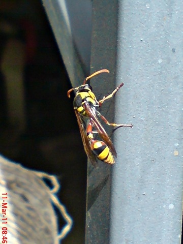 [Delta campaniforme_Yellow and black potter wasp 02[4].jpg]