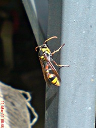 Delta campaniforme_Yellow and black potter wasp 02