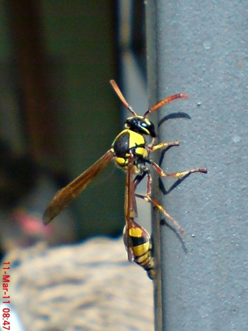 [Delta campaniforme_Yellow and black potter wasp 05[4].jpg]