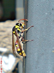 Delta campaniforme_Yellow and black potter wasp 04