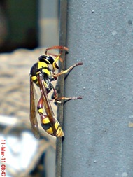 Delta campaniforme_Yellow and black potter wasp 04 Delta campaniforme_Yellow and black potter wasp 04