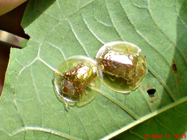 [Aspidomorpha sanctaecrucis tortoise beetles 17[4].jpg]