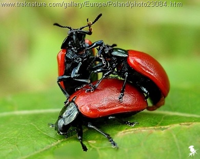 Aspen leaf beetles threesome_Chrysomela tremulae