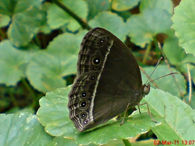 Bushbrown butterfly_Mycalesis horsfieldi 3 Bushbrown butterfly_Mycalesis horsfieldi 3