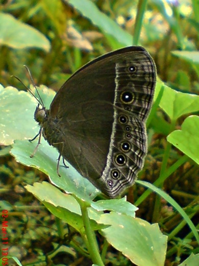 Bushbrown butterfly_Mycalesis horsfieldi 2 Bushbrown butterfly_Mycalesis horsfieldi 2