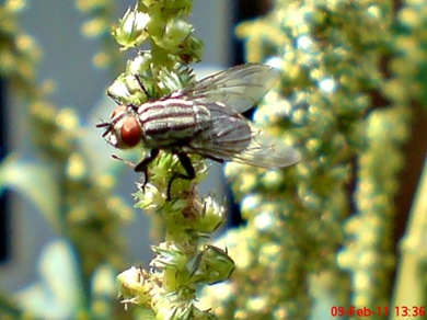 Sarcophaga carnaria_Flesh Fly_Lalat 07