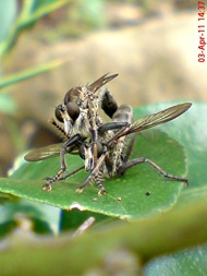 robber fly mating 07