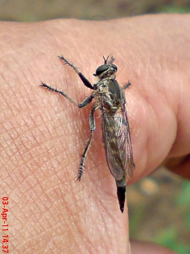 Robber Fly 2
