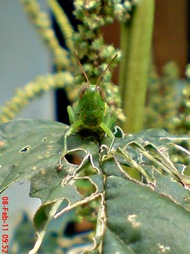 Oxya chinensis 6 Oxya chinensis 6