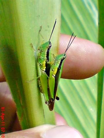 [grasshopper_belalang_Oxya chinensis 5[8].jpg]