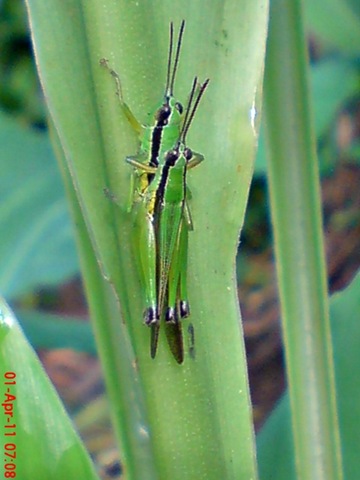 [grasshopper_belalang_Oxya chinensis 3[5].jpg]